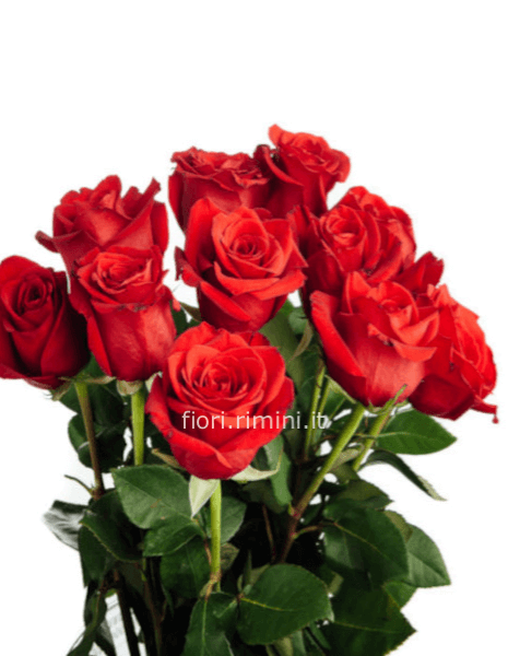 Rose rosse gambo lungo da comporre in mazzo per numero di steli.