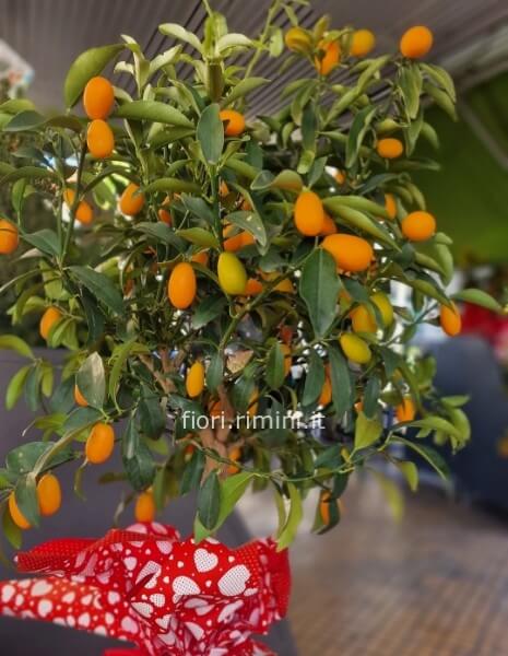 Pianta di kumquat